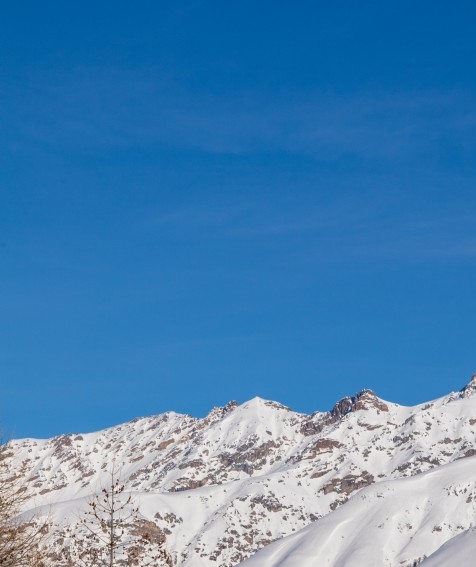 世界上最大的海洋动物是什么