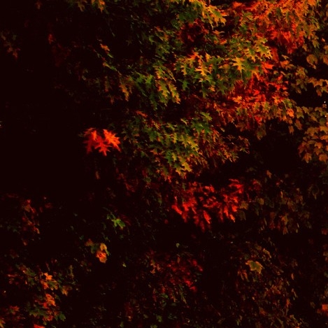 世界上第一个克隆动物