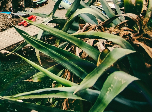 世界上最大鲸鱼排名