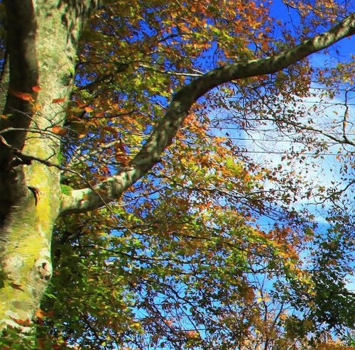 巨型啤酒肚视频