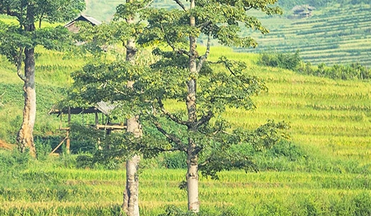 魔方世界口水怪种子