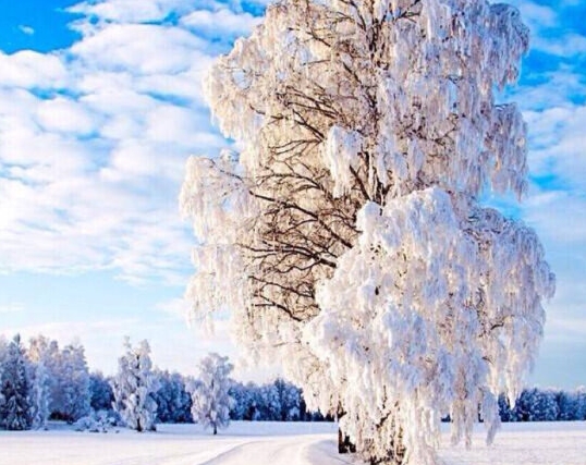 前发现最大的魔鬼鱼