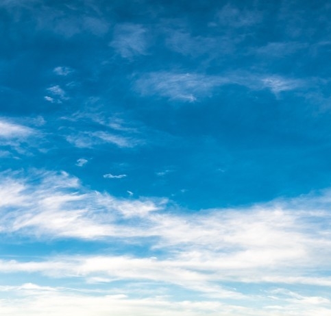 最大的蚂蚁排名前十名