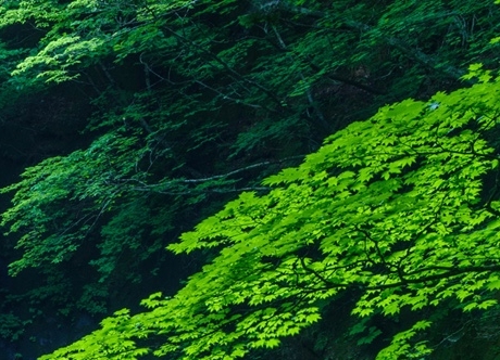 碧桂园是世界500强吗