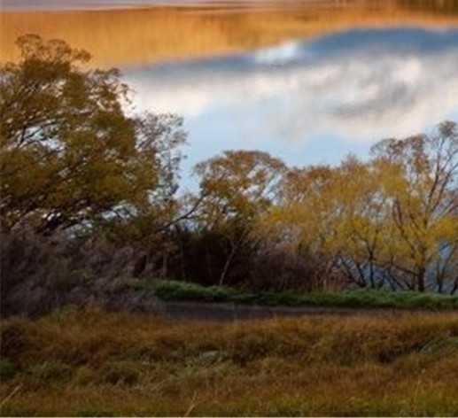 世界上蛇类毒性排行榜