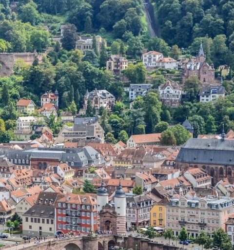 世界上最高贵的花