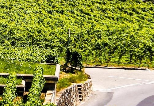 广东彩格科技有限公司官网