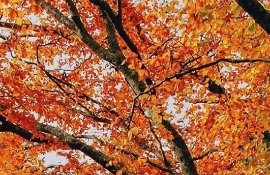 吉尼斯世界纪录熬夜最久的人