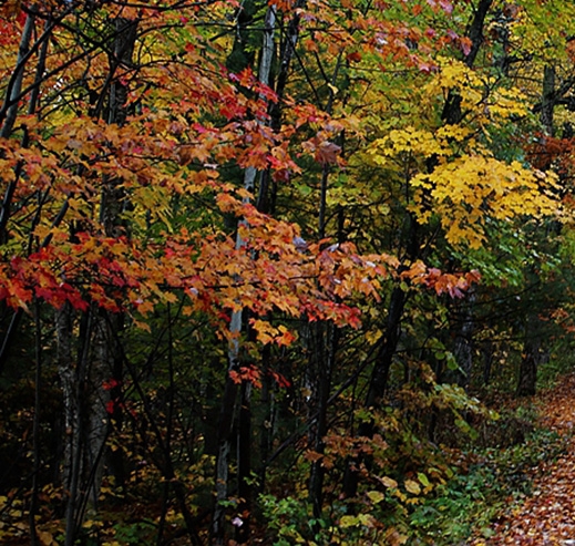 让世界充满爱刘欢