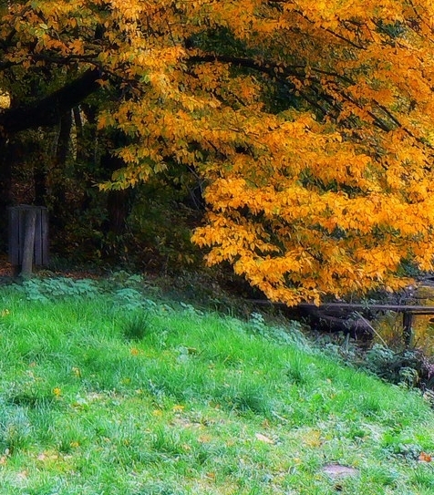 山东科技大学斯威本学院学费