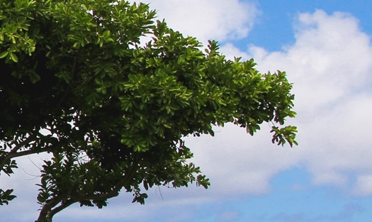 世界上最奇特的几种人