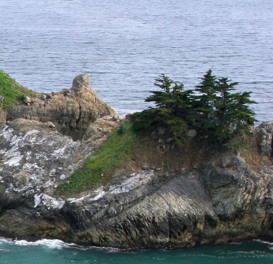 世界上最小的海豚多重