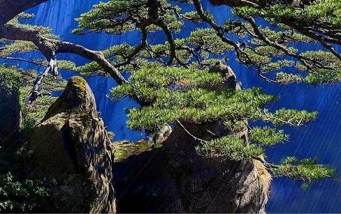 迷你世界汤米清水生存视频