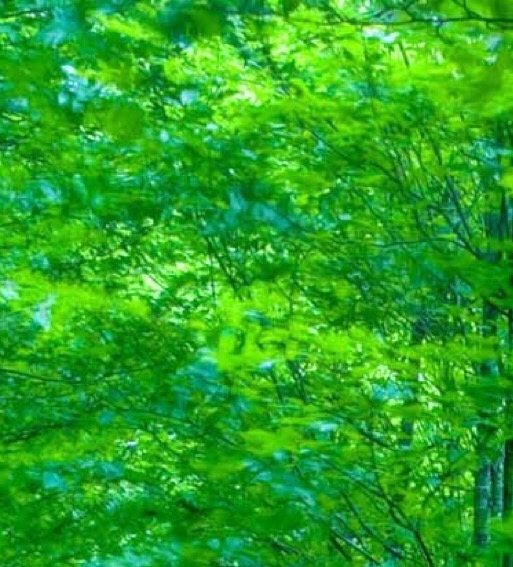 武侯科技园小学