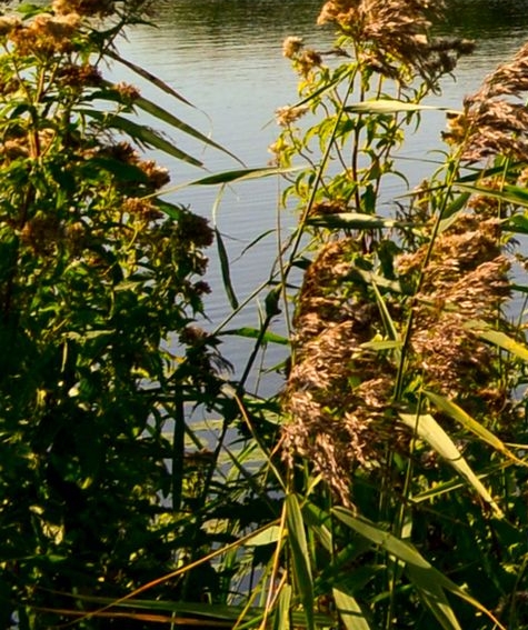 世界欠我一个初恋小说：世界欠我一个初恋，张蕊演绎初恋电视剧全集下载，剧情分集介绍好看吗？