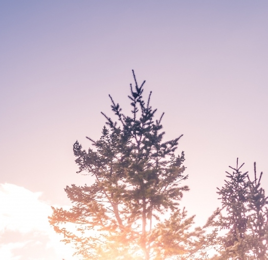 世界上最好的米