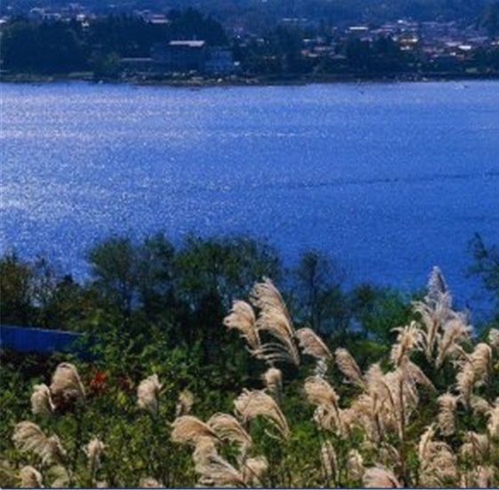 从你的全世界路过大结局