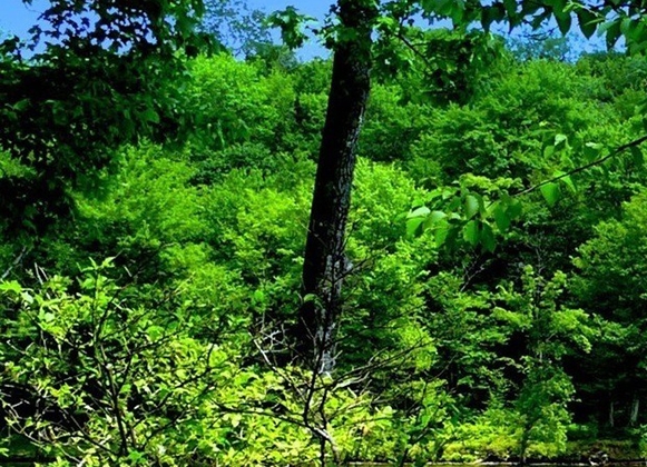 上海辰光医疗科技股份有限公司售后电话，张松涛，上市实力如何？