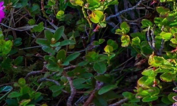 迷你世界解说生存