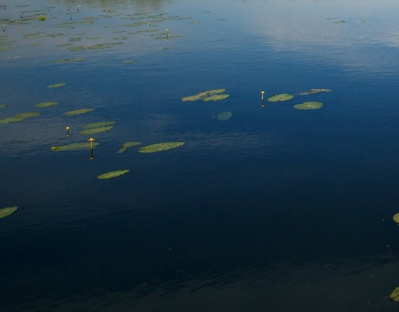 魔兽世界 德鲁伊