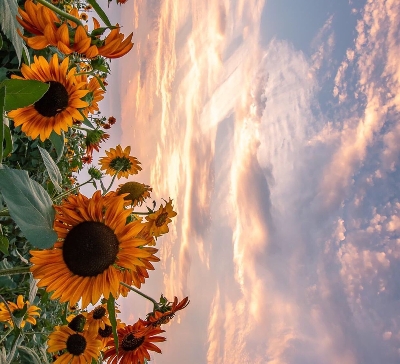 青岛极地海洋世界年卡