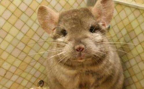 二爱乐国际酒店是几星级