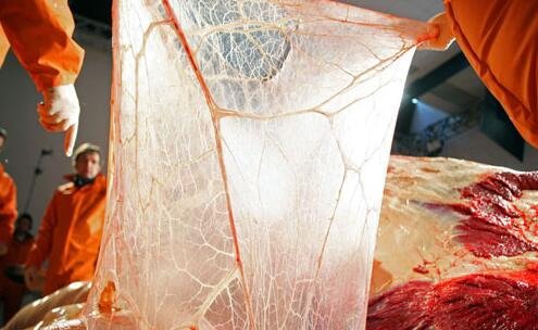 三2019年最新变焦王长焦相机