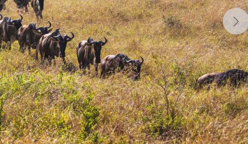 三温州动漫节2019有哪些好玩的