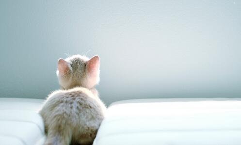 二帕丁顿熊2在线观看免费