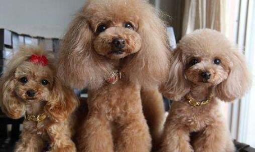 二微信教育收费