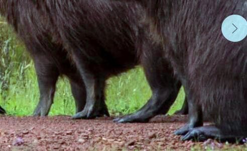 二飞利浦美容仪使用视频