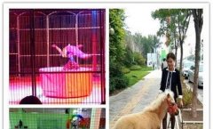 八哥狗图片-纯种八哥图片大全