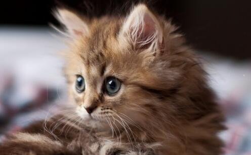 三鹤岗十大景点