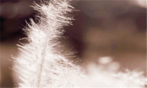 二墨西哥出名的电影