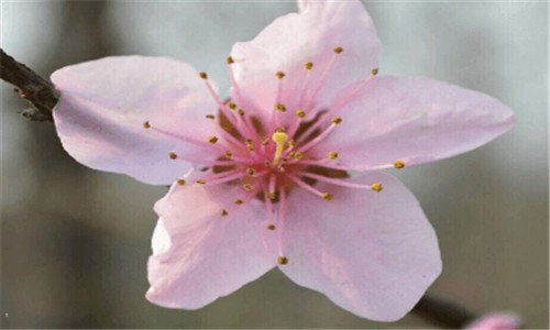 二娜芙提提的左眼怎么了