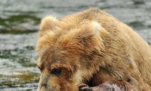 三阳朔大师傅啤酒鱼做法