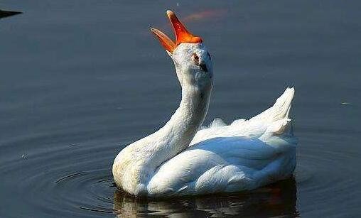 二佛公和弥勒佛的区别