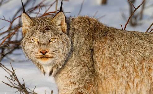 一女神异闻录5r与5区别