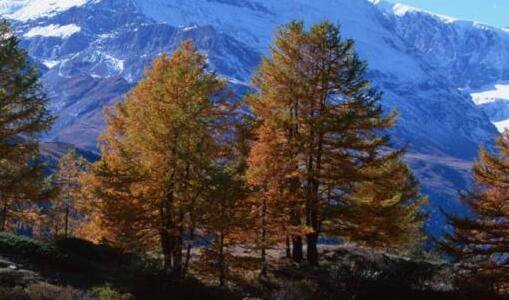 三军事博物馆2019观后感