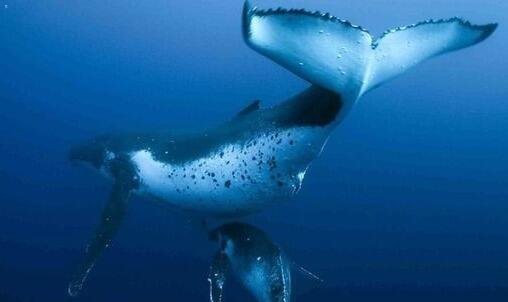 二带绿荔枝价格