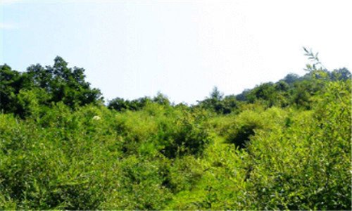 三温州大罗山风景区好不好玩