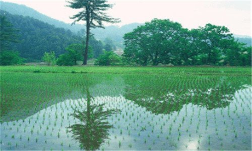 一地球兄弟