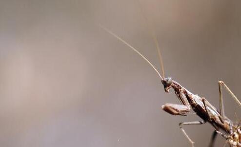 二中国地质博物馆官网