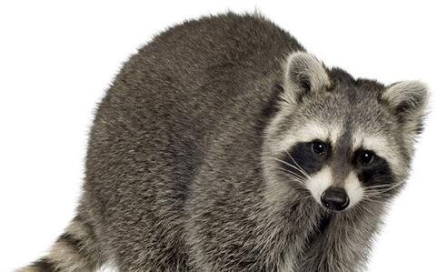 二听雨轩什么意思