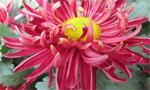一佳沃蓝莓