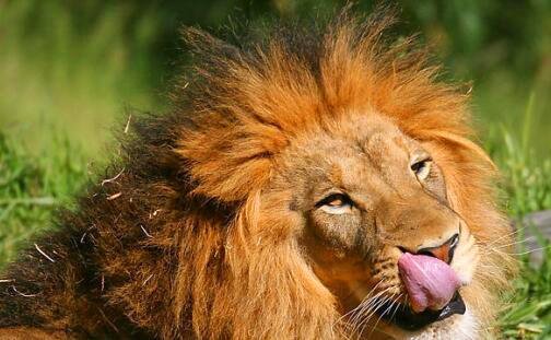 二海盗军团抢宝藏安卓版