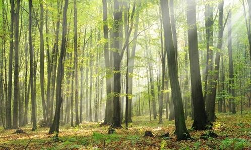 二herbivore中文官网