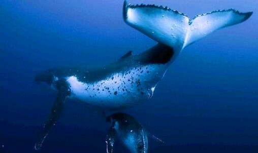 二腾讯qq下载安卓版