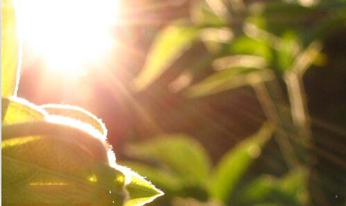 二武汉市一个月天气预报