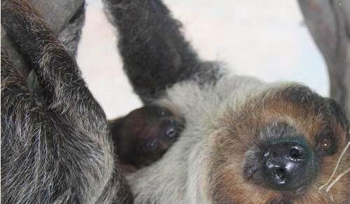 三三角兽科技待遇好吗